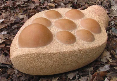 autumnal stone